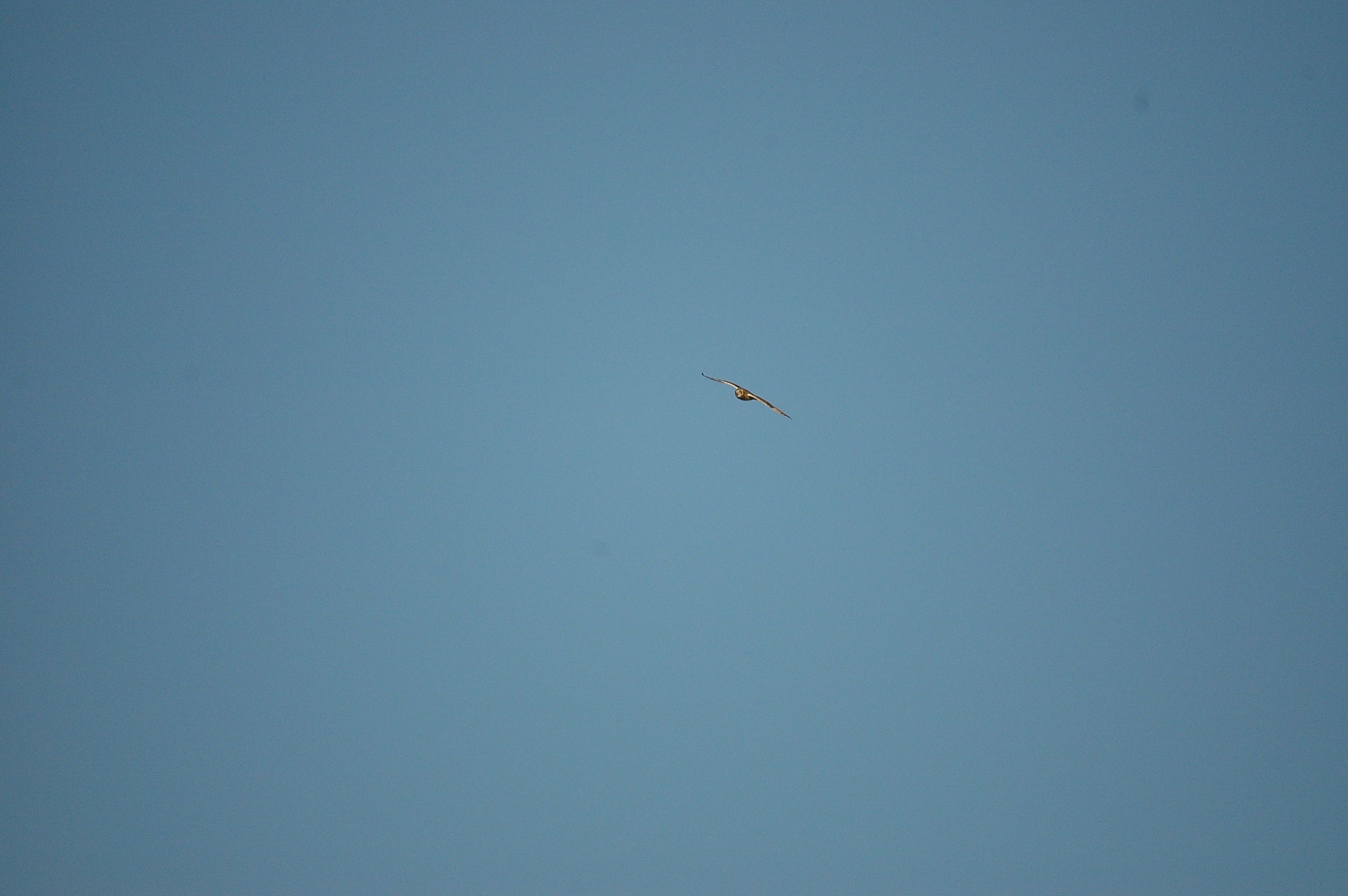 photos/wildlife/Bird_Species/085-Typical_Owls/2826-Short-eared Owl/DSC_4761.JPG